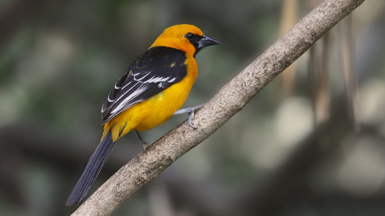 7 Orange-Headed Birds That Stand Out in Nature’s Palette 8 7 Orange-Headed Birds That Stand Out in Nature’s Palette - Altamira Oriole dp378058342