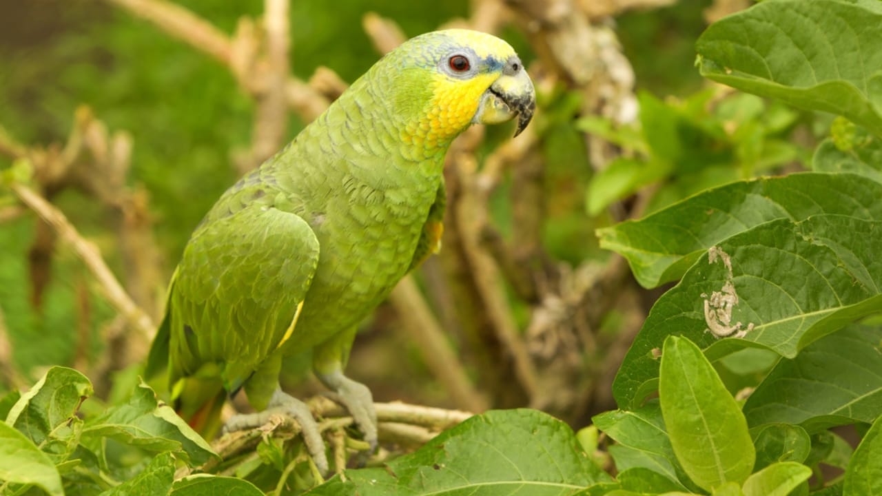 10 of the Chattiest Birds You’ll Ever Meet 4 10 of the Chattiest Birds You’ll Ever Meet - Amazon Parrot dp7557362