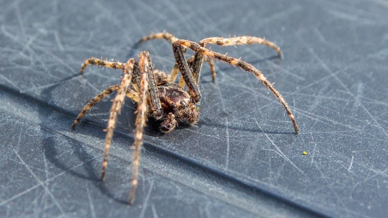 Watch Out for These 10 Common Spiders That Could Be Hiding in Your Home - American House Spider dp161256812