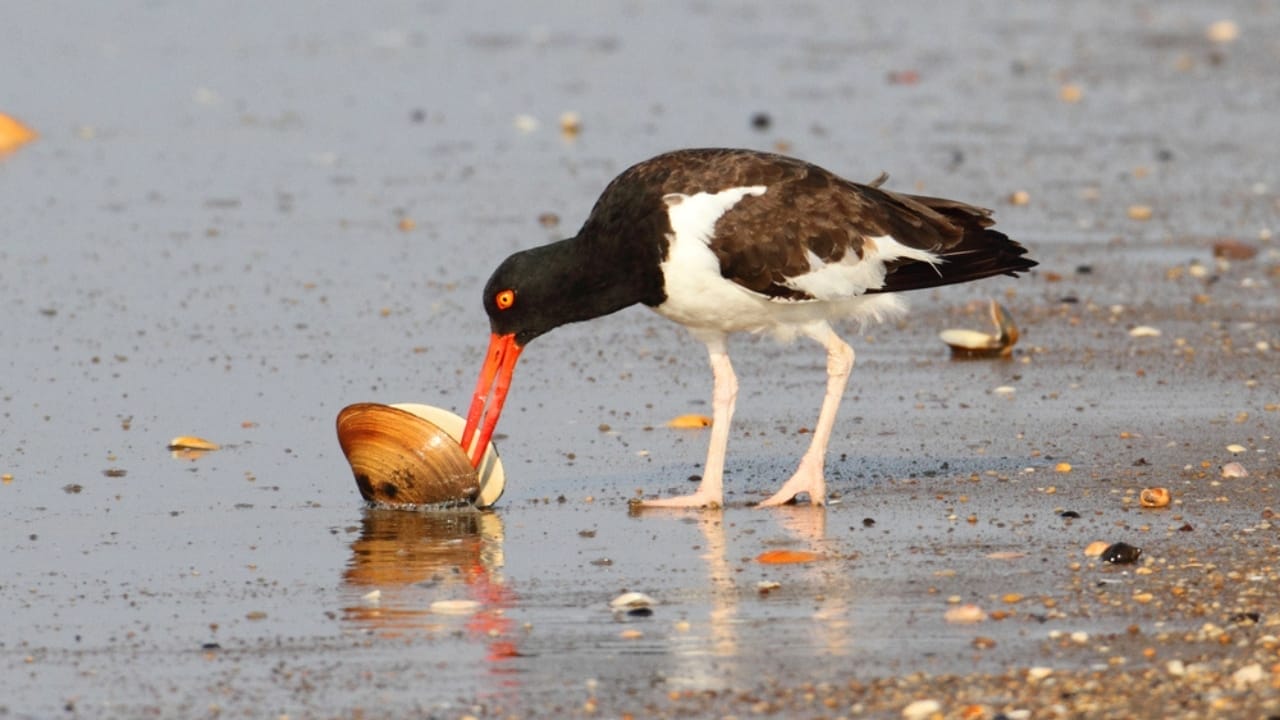 18 Birds Known for Their Black Heads 16 18 Birds Known for Their Black Heads - American Oystercatcher bird dp31657159