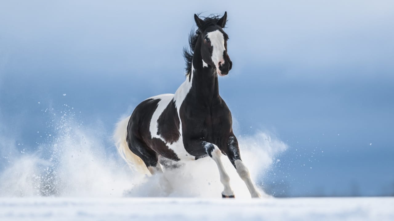 10 Beginner-Friendly Horses for First-Time Riders 11 10 Beginner-Friendly Horses for First-Time Riders - American Paint Horse dp97717584