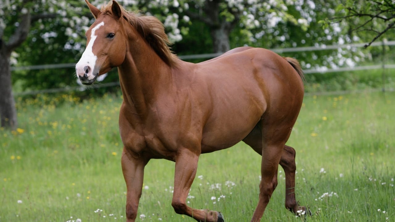 The 15 Most Desired Horse Breeds for Those Who Love to Ride - American Quarter Horse dp6011452