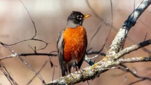 Robins Love These 10 Shrubs & Trees—Plant Them for Year-Round Visits 1 Robins Love These 10 Shrubs & Trees—Plant Them for Year-Round Visits - American Robin dp651366432