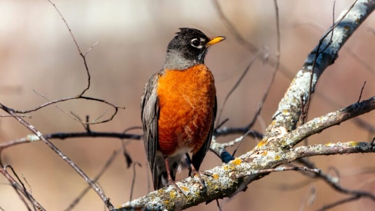 Robins Love These 10 Shrubs & Trees—Plant Them for Year-Round Visits 5 Robins Love These 10 Shrubs & Trees—Plant Them for Year-Round Visits - American Robin dp651366432