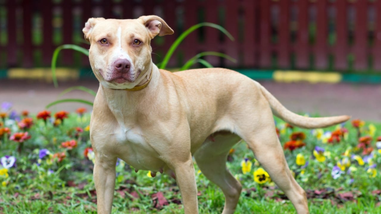 23 Dog Breeds That Could Be Lifesavers in a Zombie Apocalypse - American pitbull terrier dp11811656
