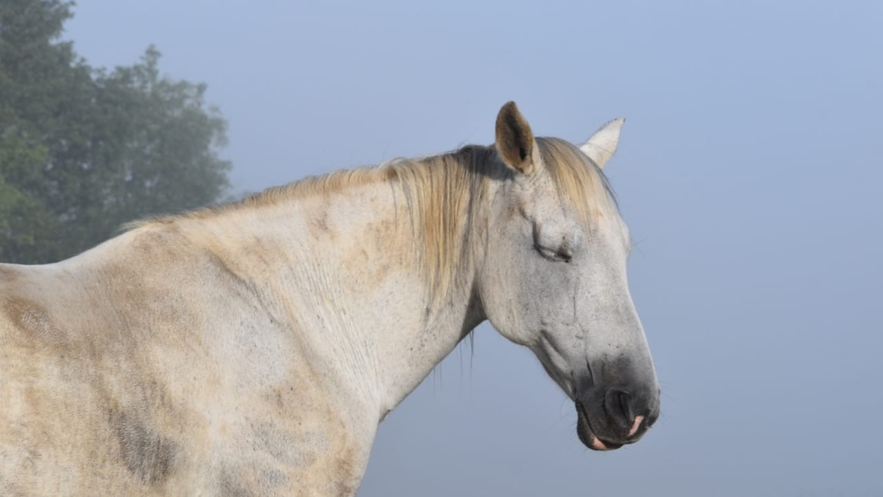 10 Horse Breeds Famous for Their Longevity—Including Old Billy, the 62-Year-Old Stallion 6 10 Horse Breeds Famous for Their Longevity—Including Old Billy, the 62-Year-Old Stallion - American standardbred ss2220295829