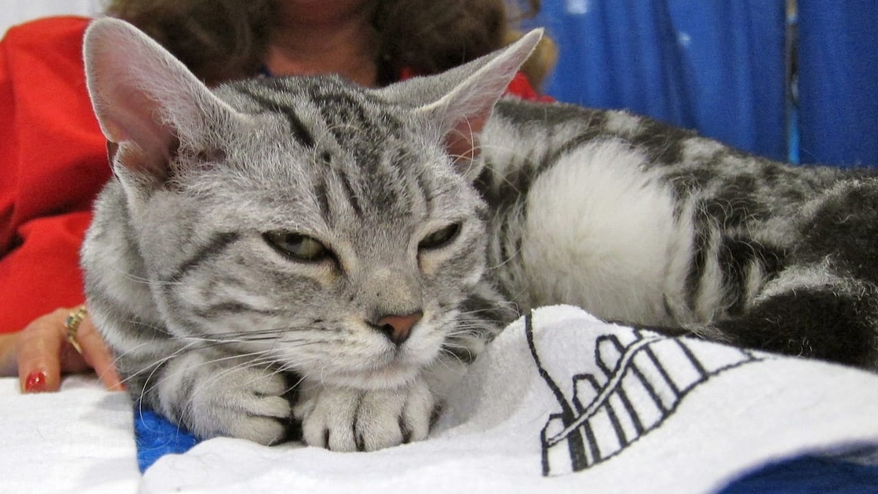 15 Beautiful Gray & White Cat Breeds You’ll Want to Cuddle 12 15 Beautiful Gray & White Cat Breeds You’ll Want to Cuddle - American wirehair wc