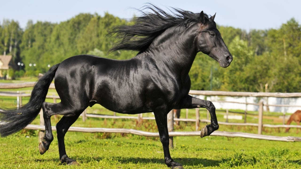 10 Horse Breeds Blending Strength with Surprising Intelligence 5 10 Horse Breeds Blending Strength with Surprising Intelligence - Andalusian horse dp47842169