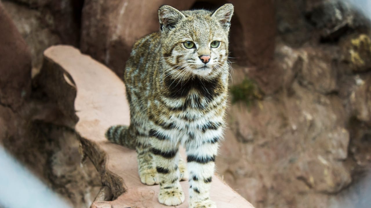 12 Wild Cats You Probably Didn’t Know Existed 12 12 Wild Cats You Probably Didn’t Know Existed - Andean Mountain Cat ss1740924842