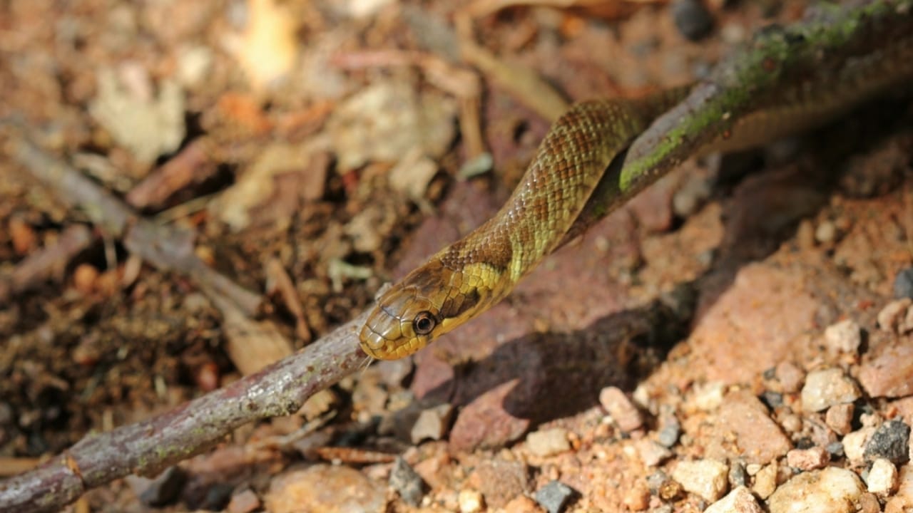 8 Snake Species So Rare, You May Never See Them 2 8 Snake Species So Rare, You May Never See Them - Antiguan racer dp341789118
