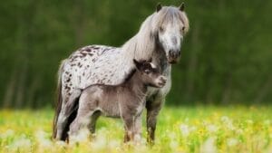 10 Horse Breeds Famous for Their Longevity—Including Old Billy, the 62-Year-Old Stallion 1 10 Horse Breeds Famous for Their Longevity—Including Old Billy, the 62-Year-Old Stallion - Appaloosa horse ss2424217367