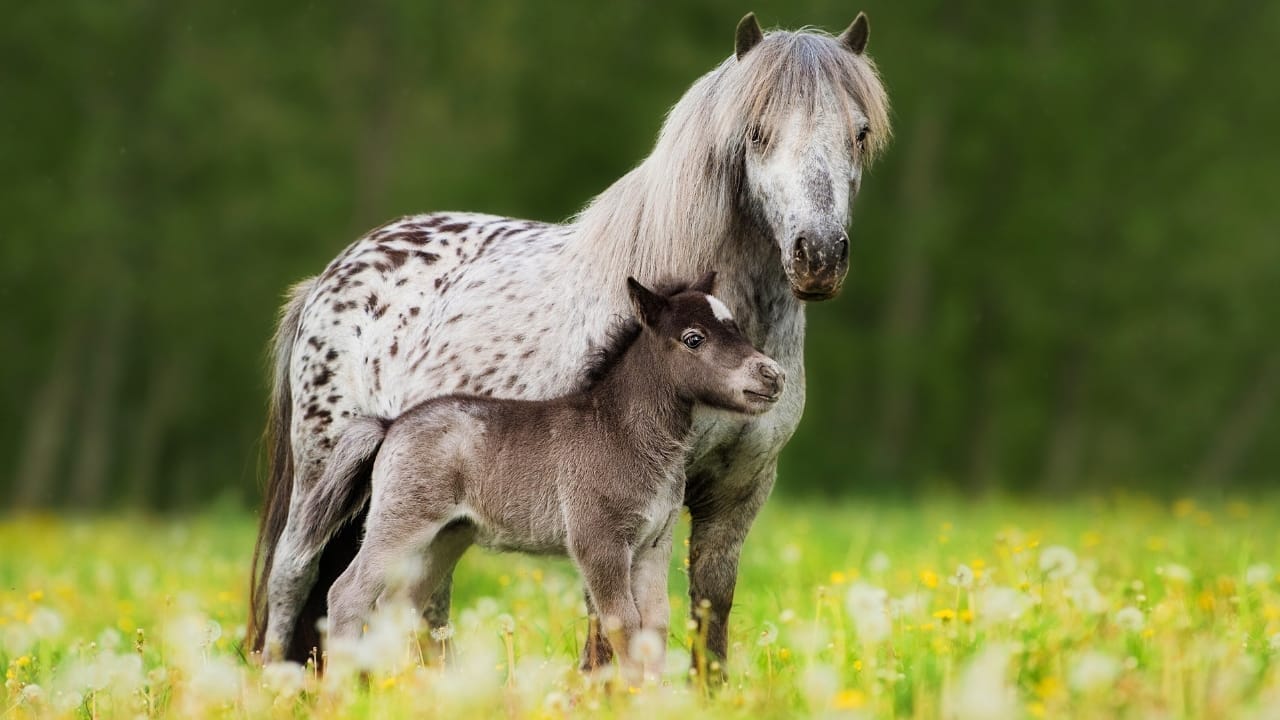 Appaloosa 101: What Makes This Iconic Breed So Unique - Appaloosa horse ss2424217367
