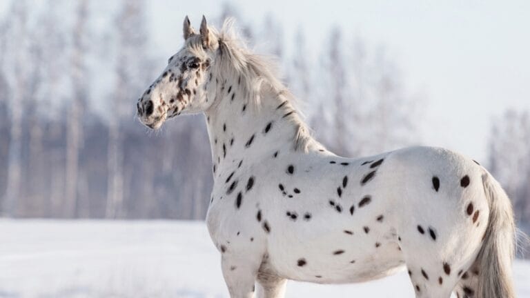 Appaloosa 101: What Makes This Iconic Breed So Unique - Appaloosa ss2429075791