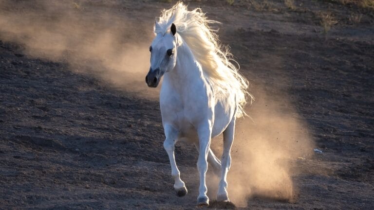 13 High-End Horse Breeds That Break the Bank—One Even Turned Down a $20 Million Offer 5 13 High-End Horse Breeds That Break the Bank—One Even Turned Down a $20 Million Offer - Arabian horse ss2303424401