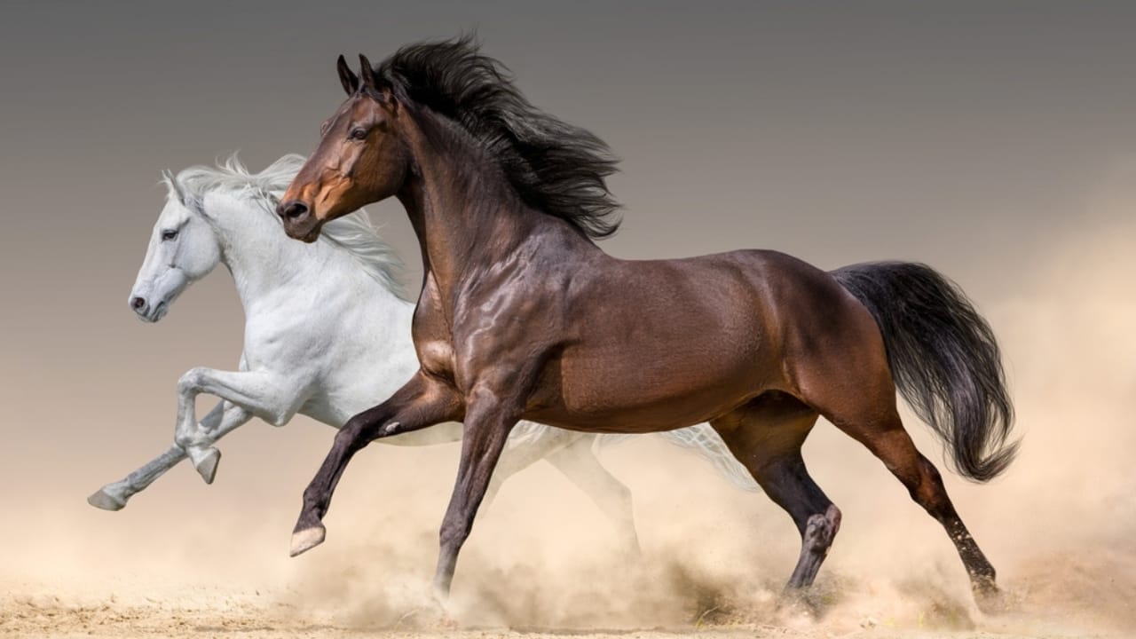 The 15 Most Desired Horse Breeds for Those Who Love to Ride - Arabian horse ss2477537719