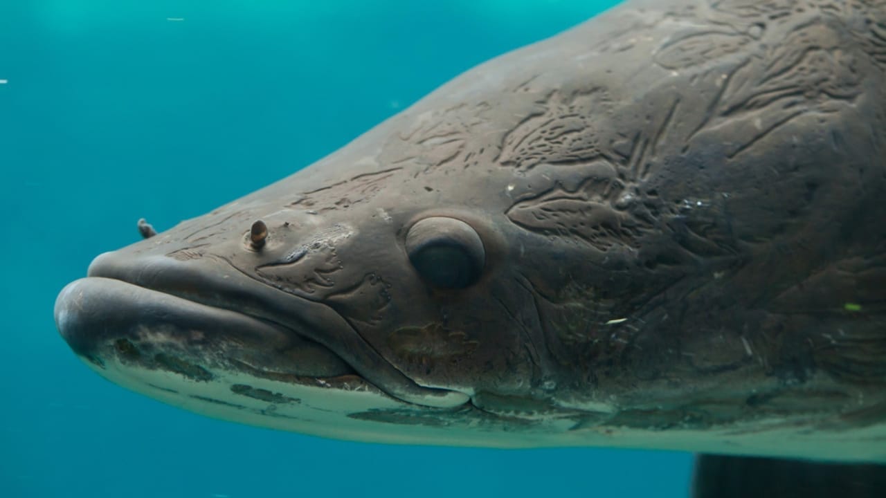 10-Foot Amazon 'River Monster' Found in Florida Waters: Experts Warn of Potential Invasion 3 10-Foot Amazon 'River Monster' Found in Florida Waters: Experts Warn of Potential Invasion - Arapaima dp123497846