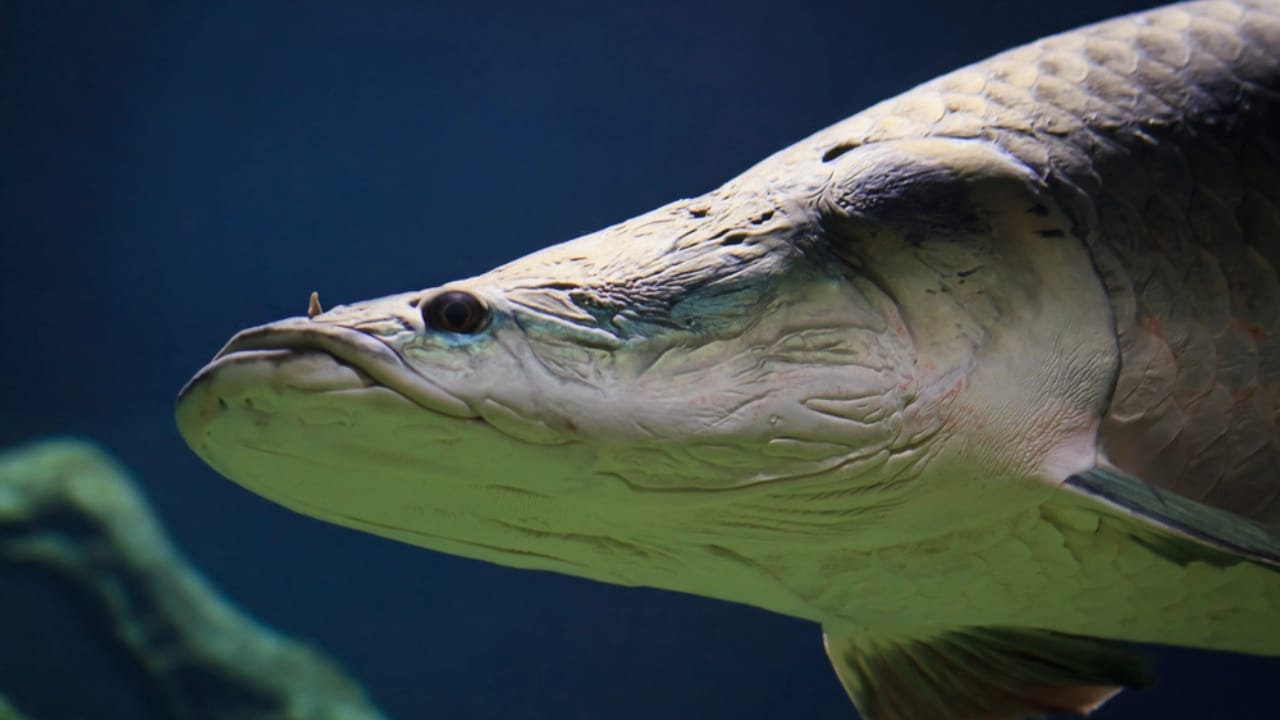 10-Foot Amazon 'River Monster' Found in Florida Waters: Experts Warn of Potential Invasion 6 10-Foot Amazon 'River Monster' Found in Florida Waters: Experts Warn of Potential Invasion - Arapaima dp18834747