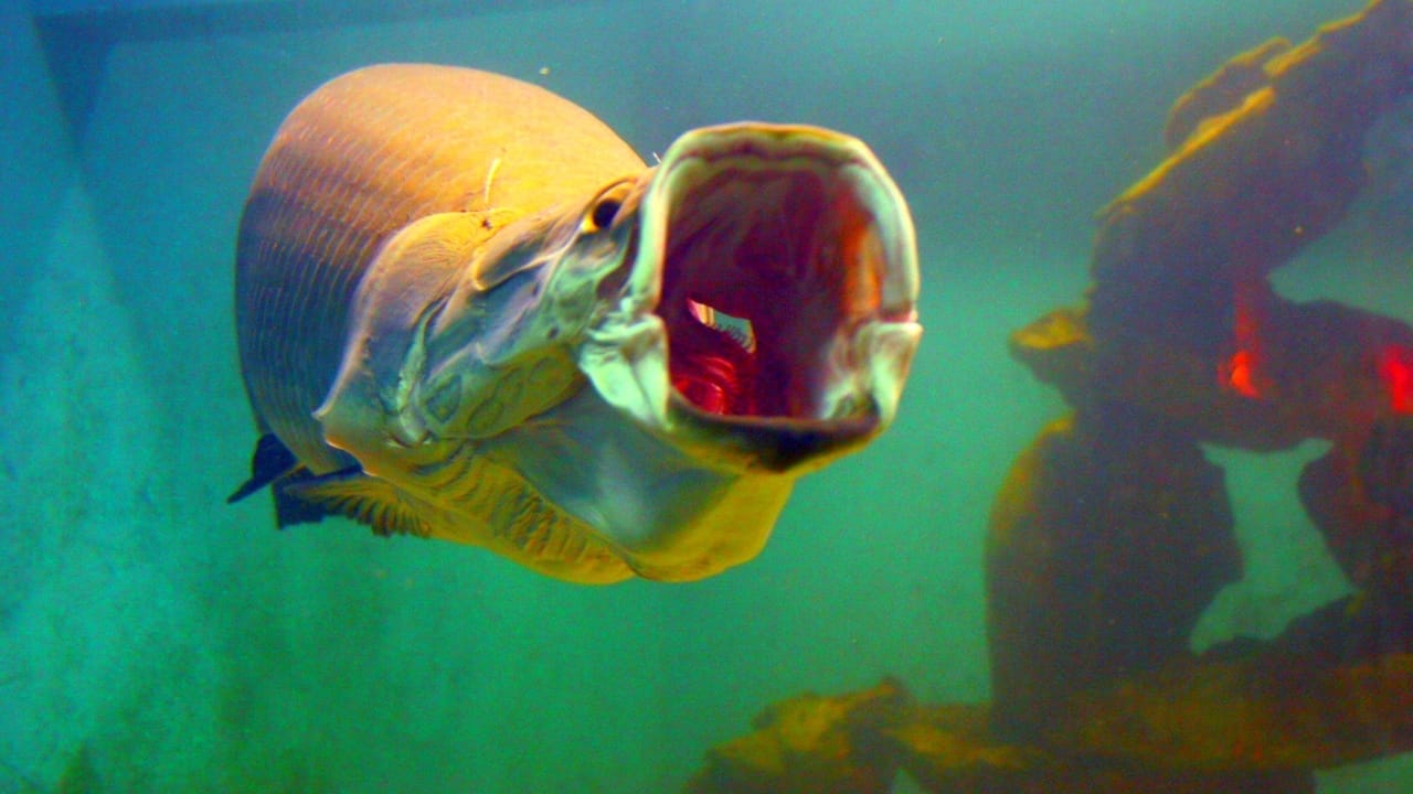 10-Foot Amazon 'River Monster' Found in Florida Waters: Experts Warn of Potential Invasion 5 10-Foot Amazon 'River Monster' Found in Florida Waters: Experts Warn of Potential Invasion - Arapaima wc