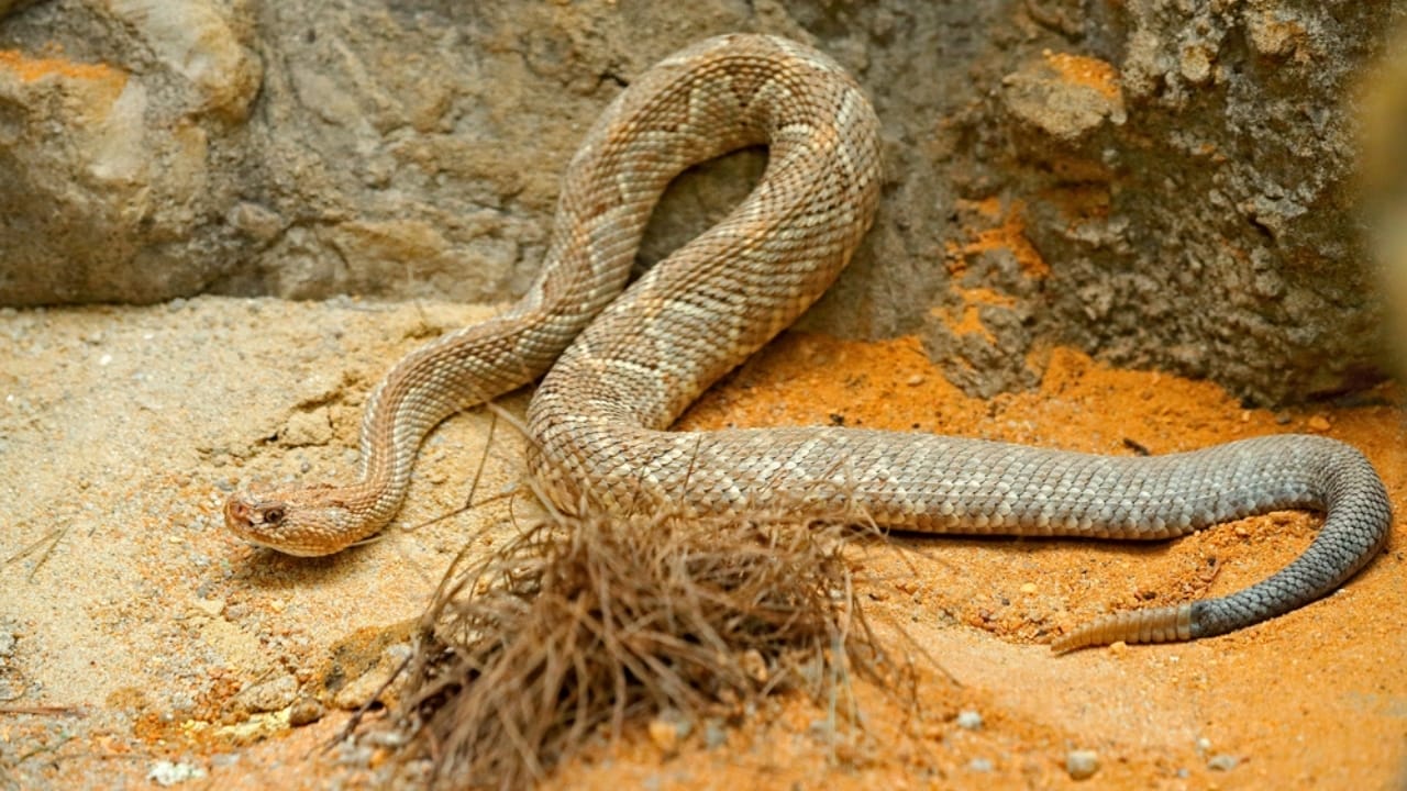 8 Snake Species So Rare, You May Never See Them 7 8 Snake Species So Rare, You May Never See Them - Aruban rattlesnake dp166606708