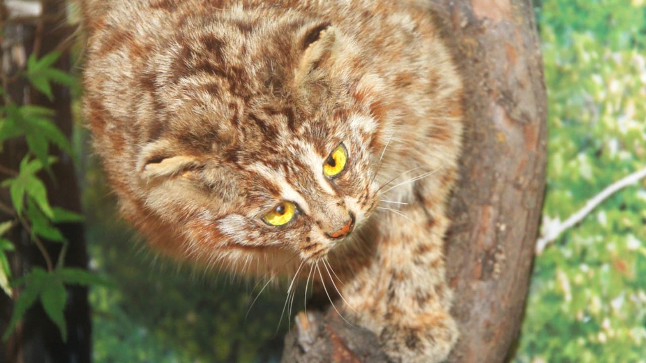 15 Wild Cats That Have Perfected the Art of the Hunt - Asiatic Golden Cat ss649140547