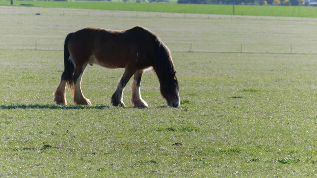 These Draft Horse Breeds Take Hard Work to the Next Level 25 These Draft Horse Breeds Take Hard Work to the Next Level - Australian draught horse ss701141956