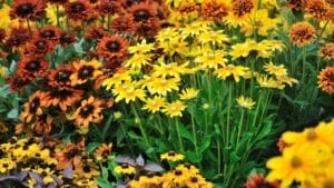 7 Rudbeckia Varieties to Put Some Fun & Sun in Your Garden 1 7 Rudbeckia Varieties to Put Some Fun & Sun in Your Garden - Autumn rudbeckia flowers ss54930187