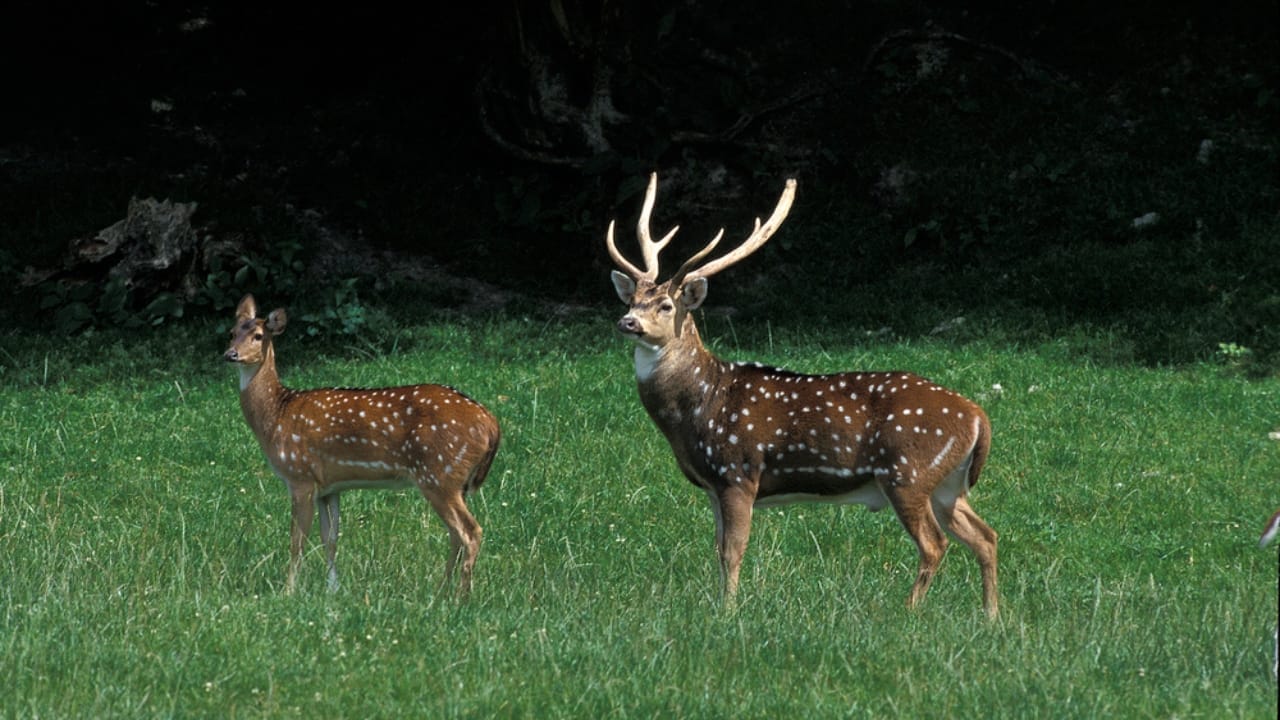 Urgent Call for Deer Hunters in These 5 States 7 Urgent Call for Deer Hunters in These 5 States -