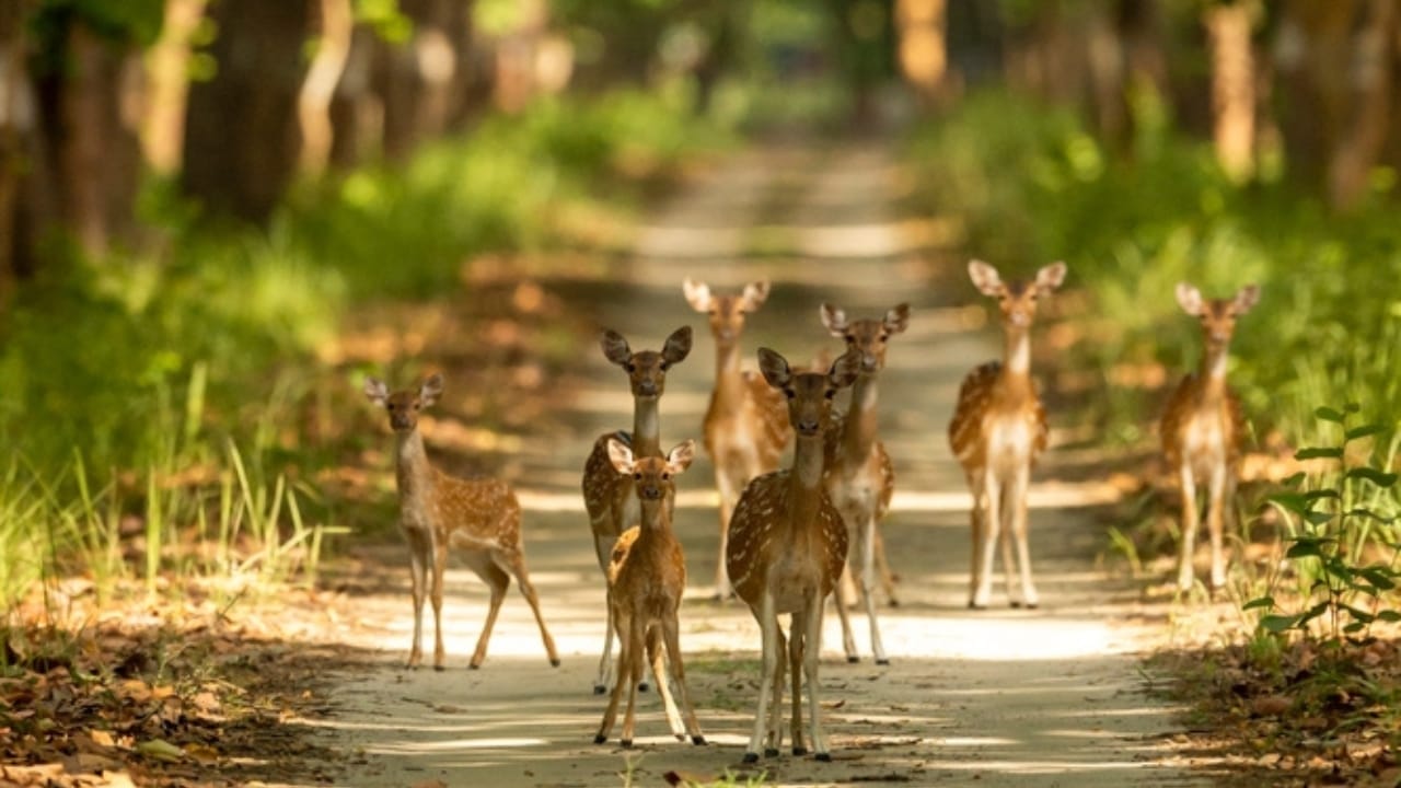 India's Invasive Deer Species Spreading Across the U.S. 5 India's Invasive Deer Species Spreading Across the U.S. -