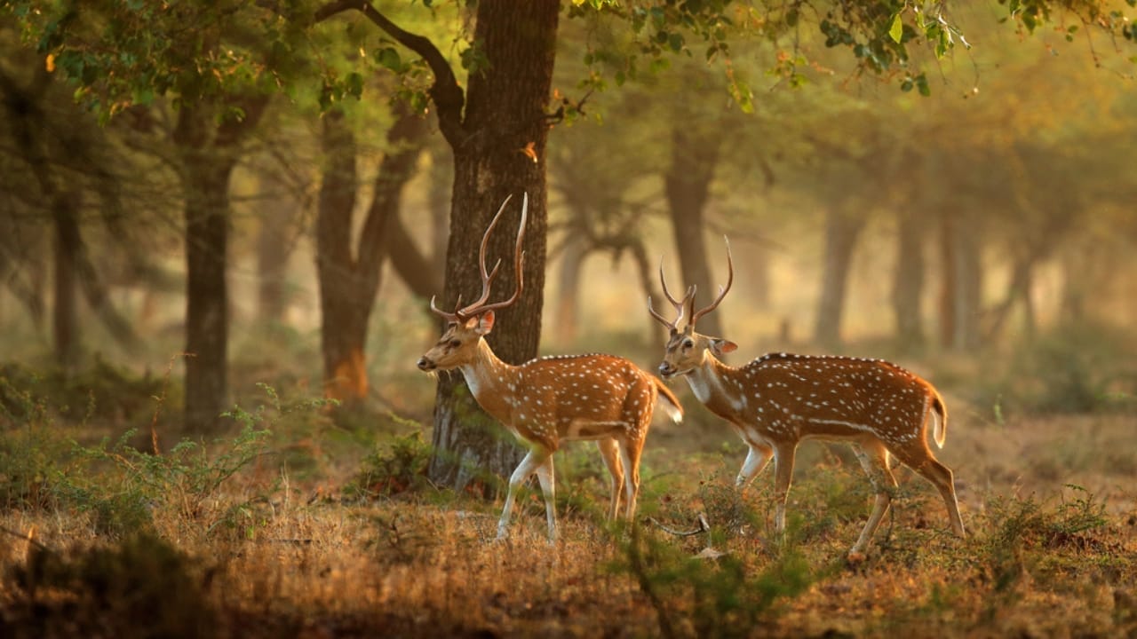 India's Invasive Deer Species Spreading Across the U.S. 4 India's Invasive Deer Species Spreading Across the U.S. -