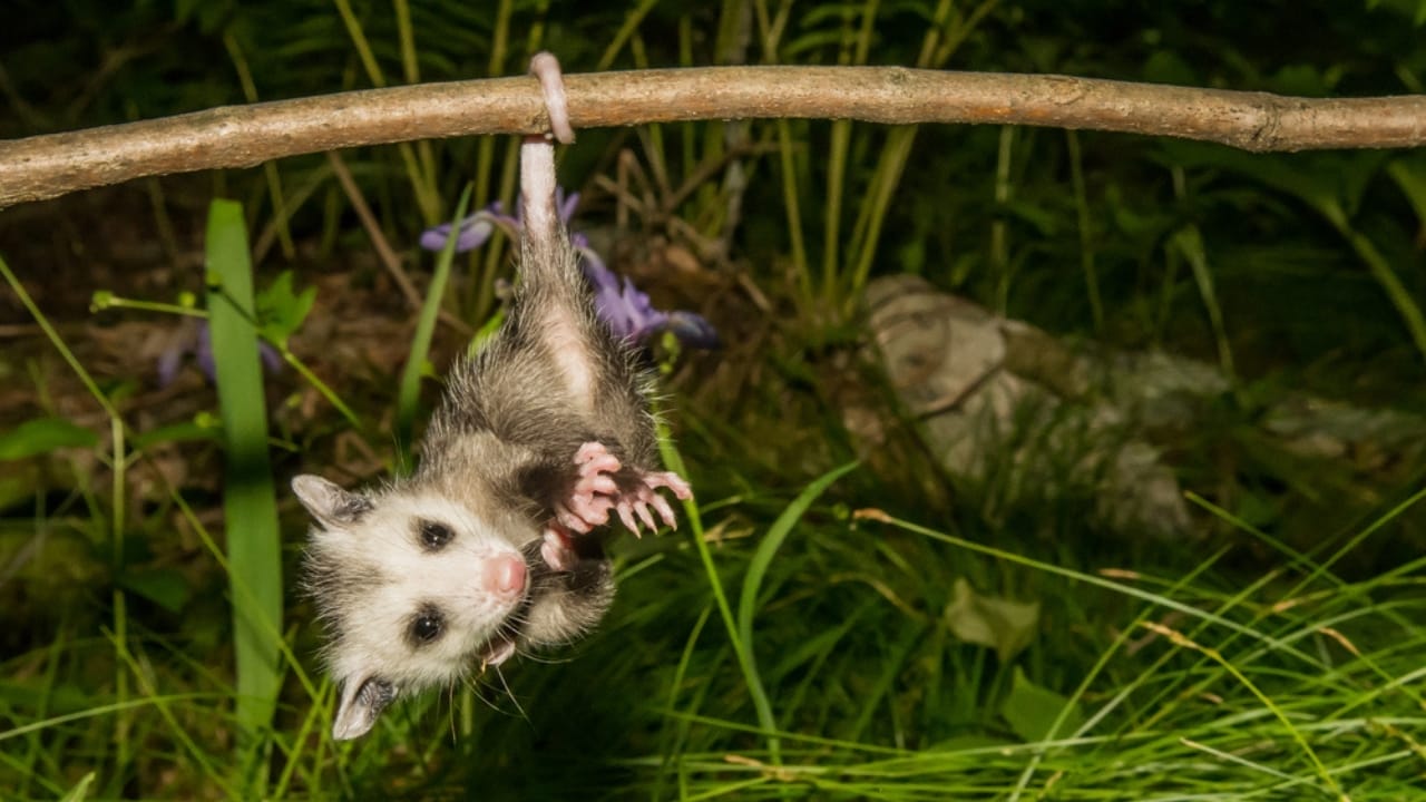 Keep Your Yard Opossum-Free with These 5 Tips 2 Keep Your Yard Opossum-Free with These 5 Tips - Baby Opossum dp118184294