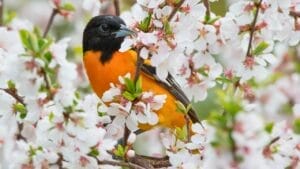18 Birds Known for Their Black Heads 1 18 Birds Known for Their Black Heads - Baltimore Oriole bird ss1088364701