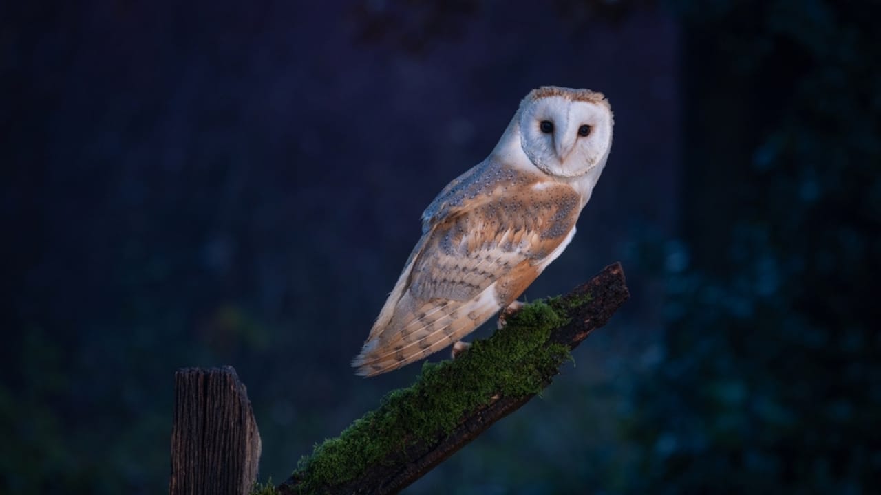 7 Life Lessons Owls Teach About Strength & Growth - Barn Owl ss2400475729