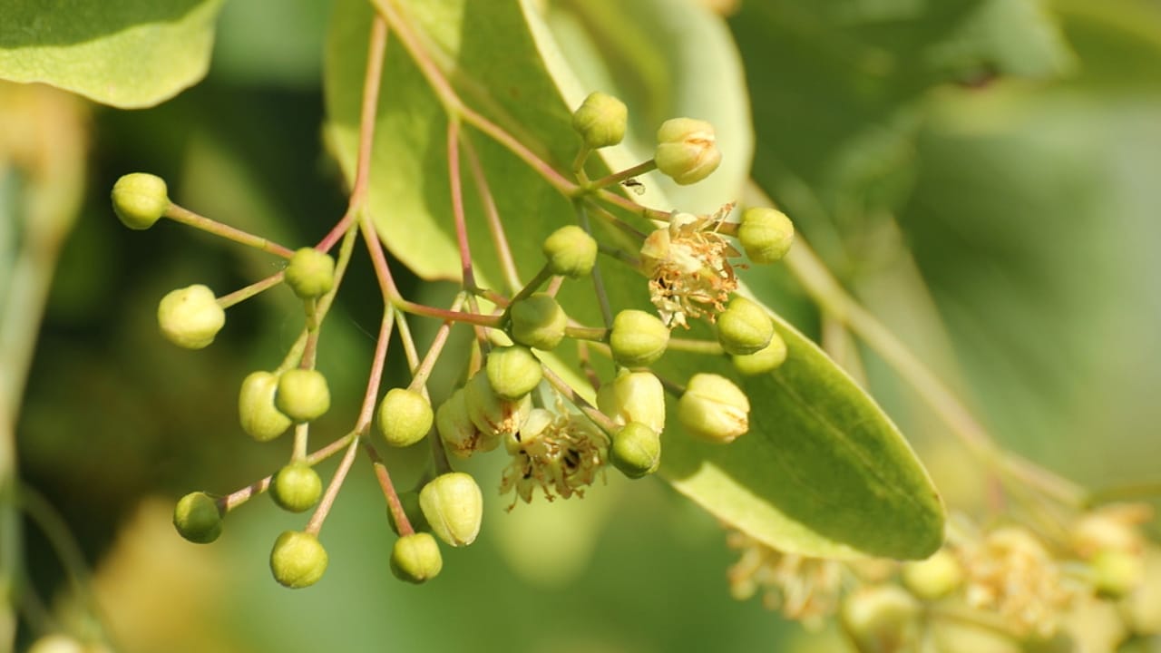 Tapping into Nature's Sweetness: 23 Trees That Produce Unique Syrups 23 Tapping into Nature's Sweetness: 23 Trees That Produce Unique Syrups - Basswood tree dp111867348