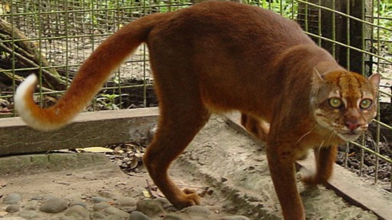 12 Wild Cats You Probably Didn’t Know Existed 5 12 Wild Cats You Probably Didn’t Know Existed - Bay cat wc