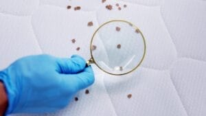 Rubbing Alcohol & Its Effectiveness Against Bed Bugs 1 Rubbing Alcohol & Its Effectiveness Against Bed Bugs - Bedbug infestation and treatment service ss2335896157