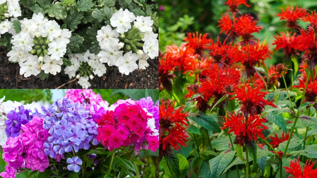 The Secret to Attracting Hummingbird Moths for a Beautiful Backyard Display 5 The Secret to Attracting Hummingbird Moths for a Beautiful Backyard Display -