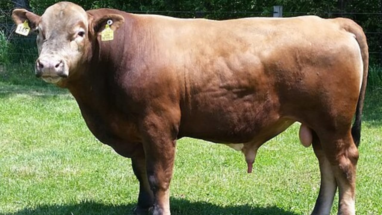 10 Fascinating Real Hybrid Animals You've Probably Never Heard Of 8 10 Fascinating Real Hybrid Animals You've Probably Never Heard Of - Beefalo wc