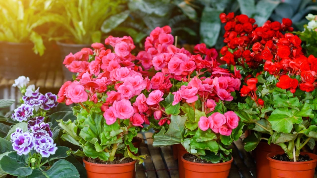 Bring Color & Beauty to Your Home with These 10 Stunning Flowering Plants 7 Bring Color & Beauty to Your Home with These 10 Stunning Flowering Plants - Begonia flower pot dp52368041