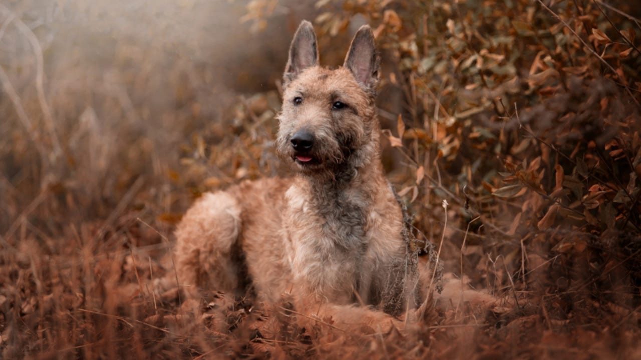 Meet the New Dog Breeds the AKC Has Recognized Since 2000 52 Meet the New Dog Breeds the AKC Has Recognized Since 2000 - Belgian Laekenois ss1243264387