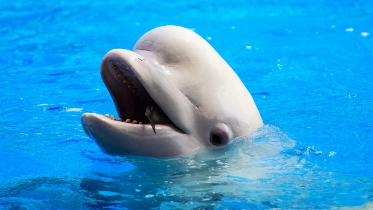 15 Animals Known for Their Gentle & Friendly Nature - Beluga whales dp191951352