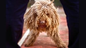 10 Reasons Why Your Next Best Friend Should be a Bergamasco Sheepdog 1 10 Reasons Why Your Next Best Friend Should be a Bergamasco Sheepdog - Bergamasco Sheepdog ss2070964466