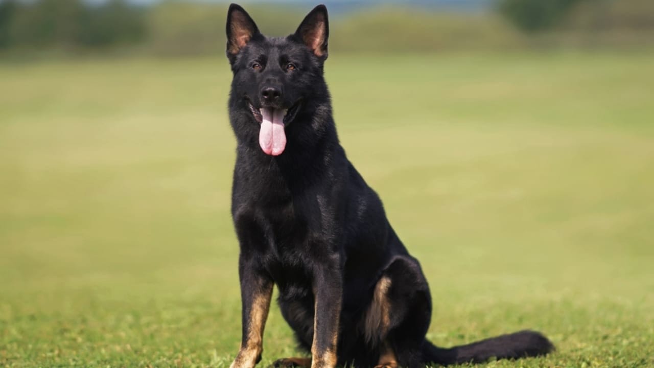 10 Rare German Shepherd Colors You Never Knew Existed 10 10 Rare German Shepherd Colors You Never Knew Existed - Bi Color German Shepherds ss1563824617