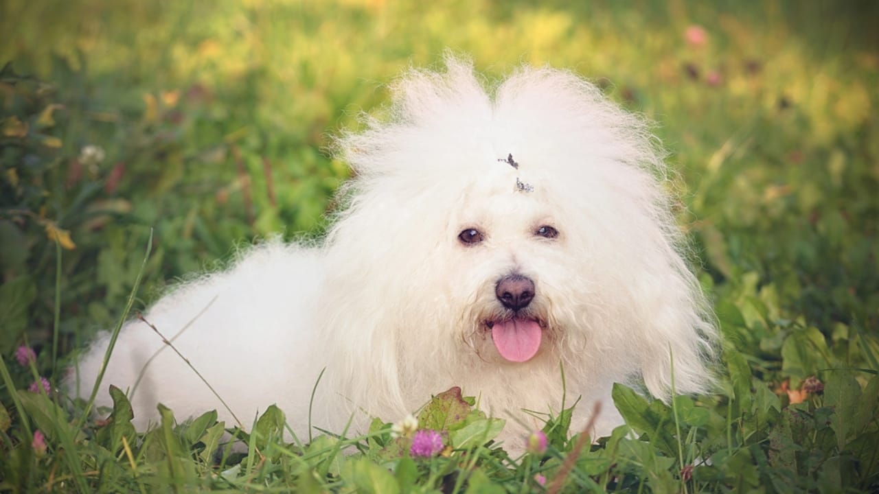 10 Fun Facts About the Bolognese —It’s Not the Pasta Sauce 9 10 Fun Facts About the Bolognese —It’s Not the Pasta Sauce - Bichon bolognese dog dp55728005
