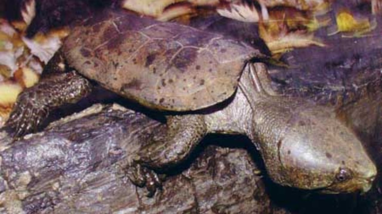10 of the World's Most Dangerous Turtles 5 10 of the World's Most Dangerous Turtles - Big Headed Turtle wc
