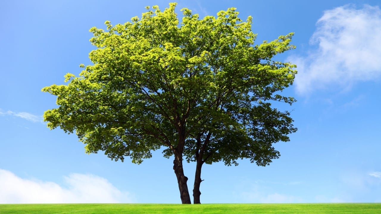 Tapping into Nature's Sweetness: 23 Trees That Produce Unique Syrups 15 Tapping into Nature's Sweetness: 23 Trees That Produce Unique Syrups - Big maple tree dp6003640