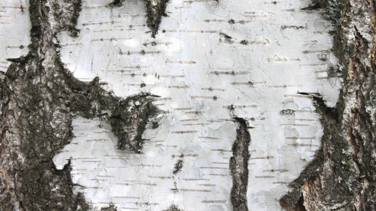 Tapping into Nature's Sweetness: 23 Trees That Produce Unique Syrups 12 Tapping into Nature's Sweetness: 23 Trees That Produce Unique Syrups -