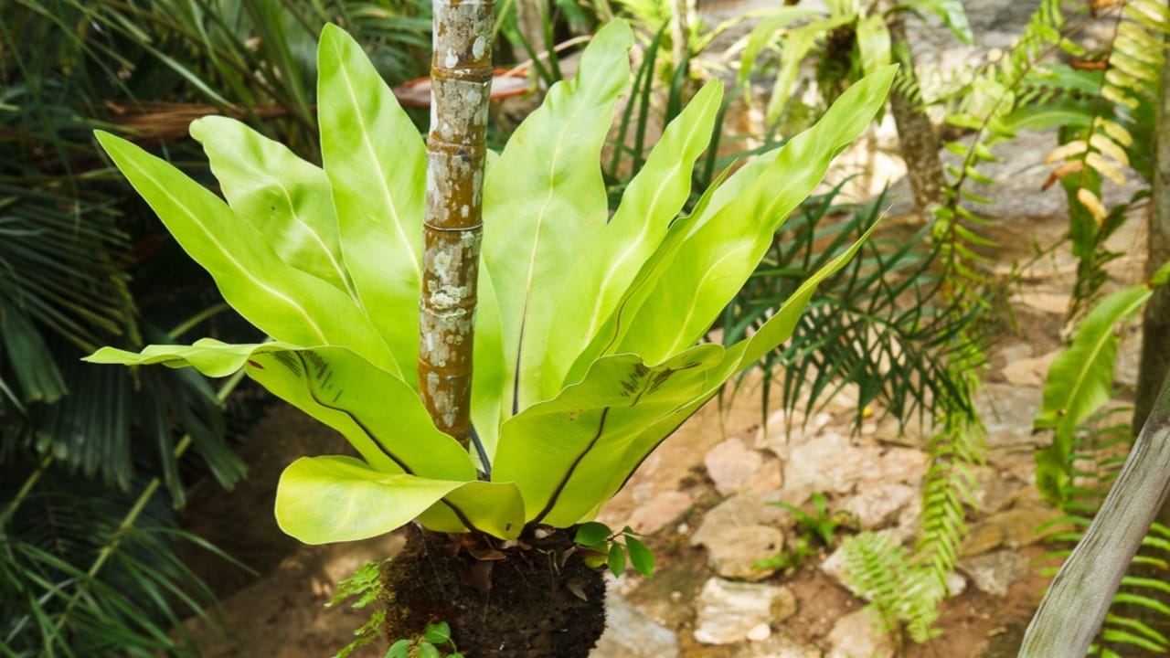 15 Best Plants to Grow in Glass Containers 17 15 Best Plants to Grow in Glass Containers - Bird nest fern plants dp35485851