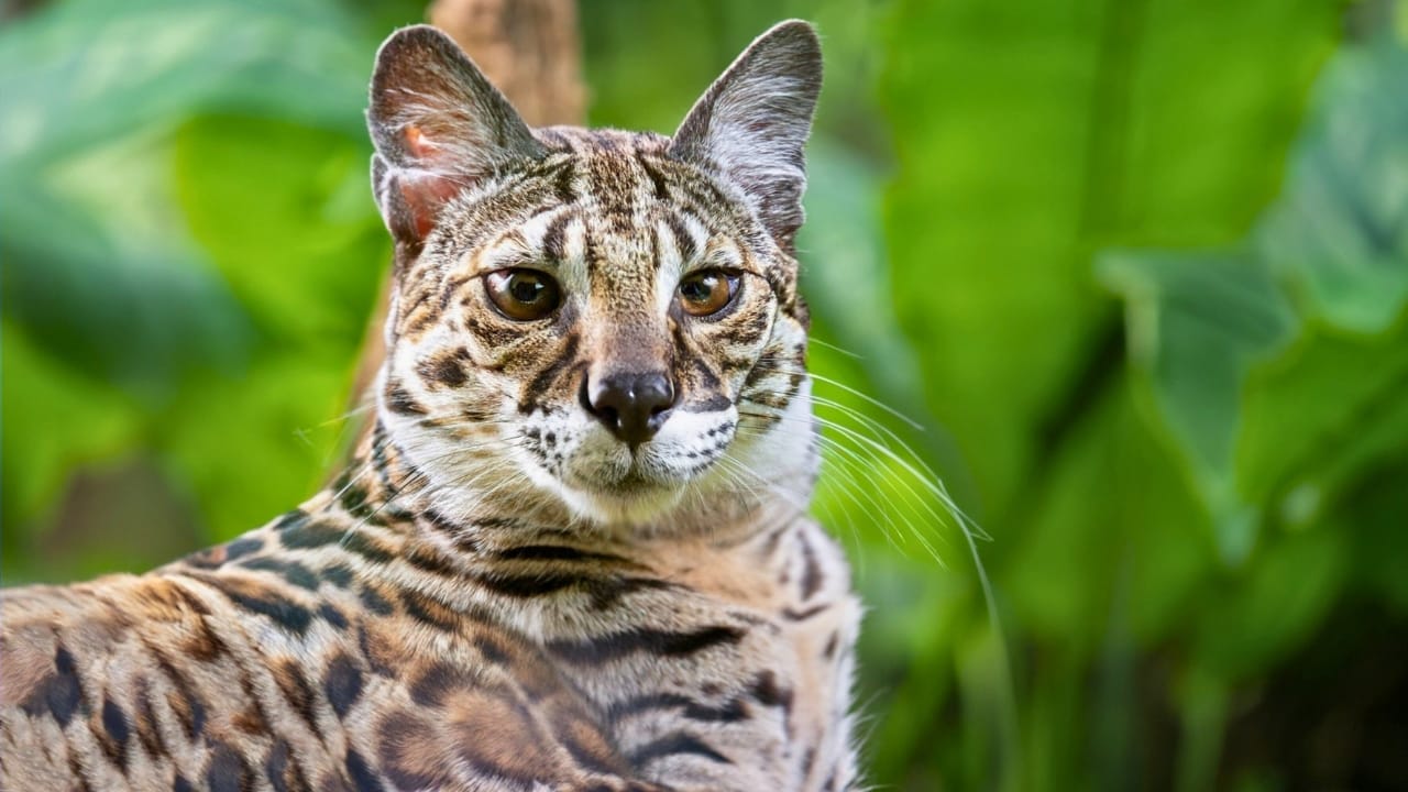 9 Most Dangerous Cats Ruling the Wilderness 2 9 Most Dangerous Cats Ruling the Wilderness - Black footed cat ss2430978537