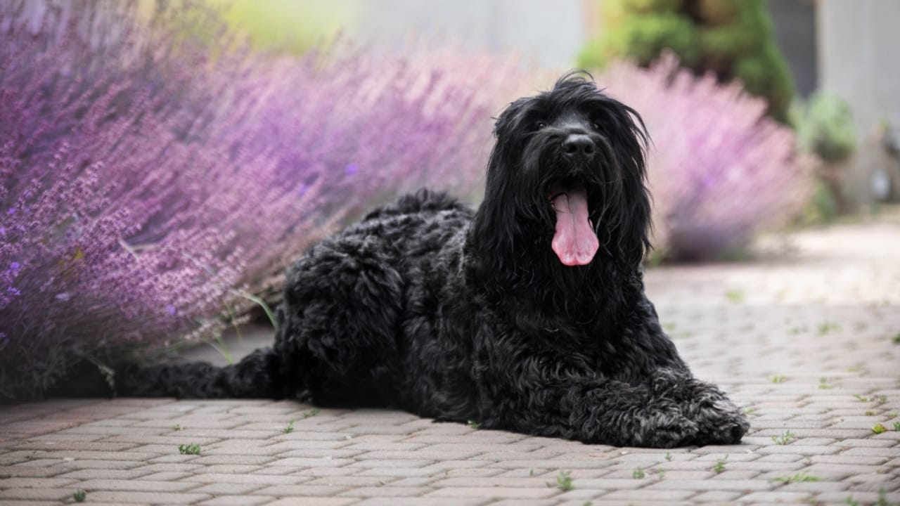 These Dog Breeds Have the Shortest Lifespans—One Breed Lives Just 5 Years - Black Russian Terrier dp717769376