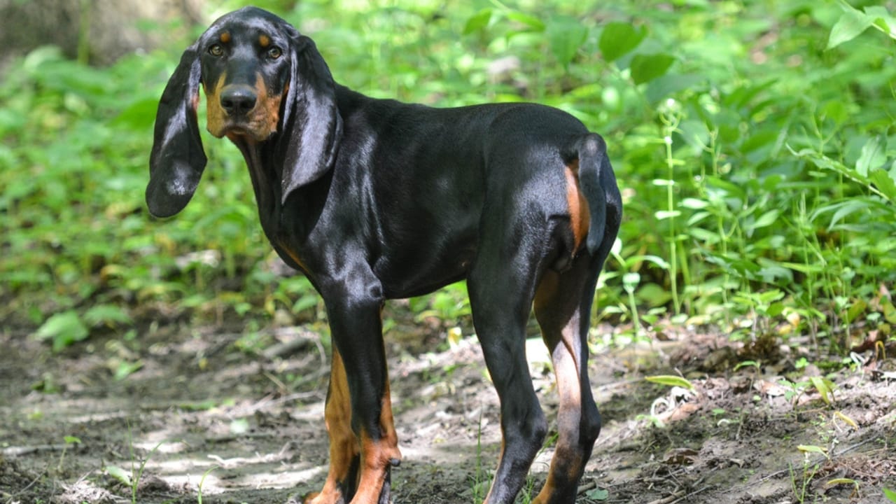 These Dog Breeds Have the Shortest Lifespans—One Breed Lives Just 5 Years 36 These Dog Breeds Have the Shortest Lifespans—One Breed Lives Just 5 Years - Black and Tan Coonhound dp47790401